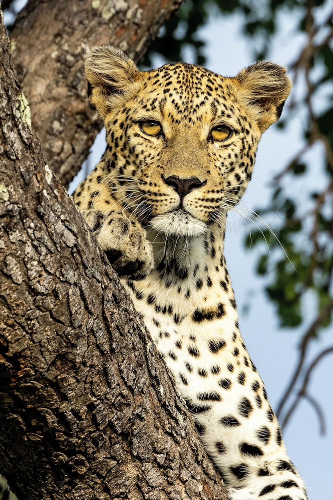 Tangala Safari Camp 19/50