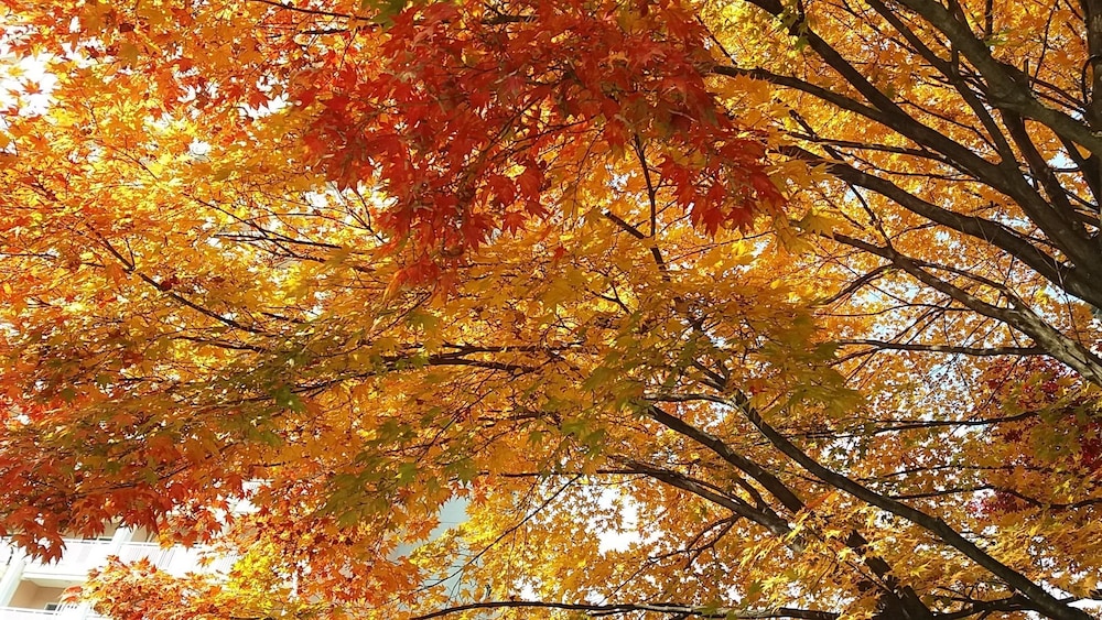 Forest Of Color Pension 39/50