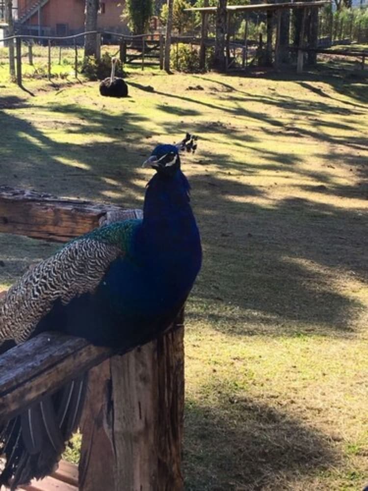 Fazenda Pampas Canela Hotel 17/30