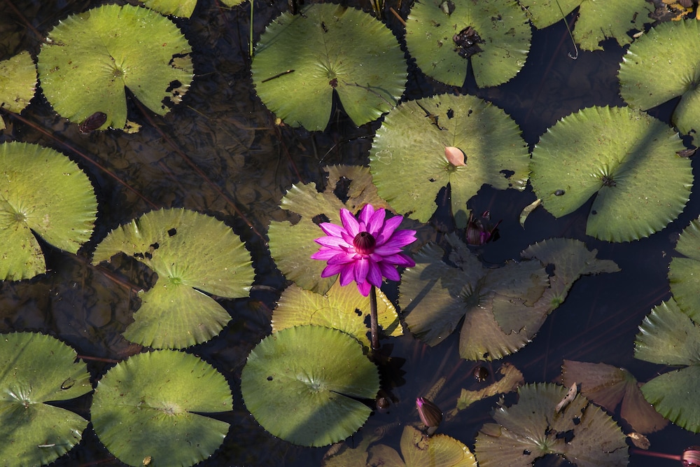 Amaara Forest Hotel Sigiriya 55/59