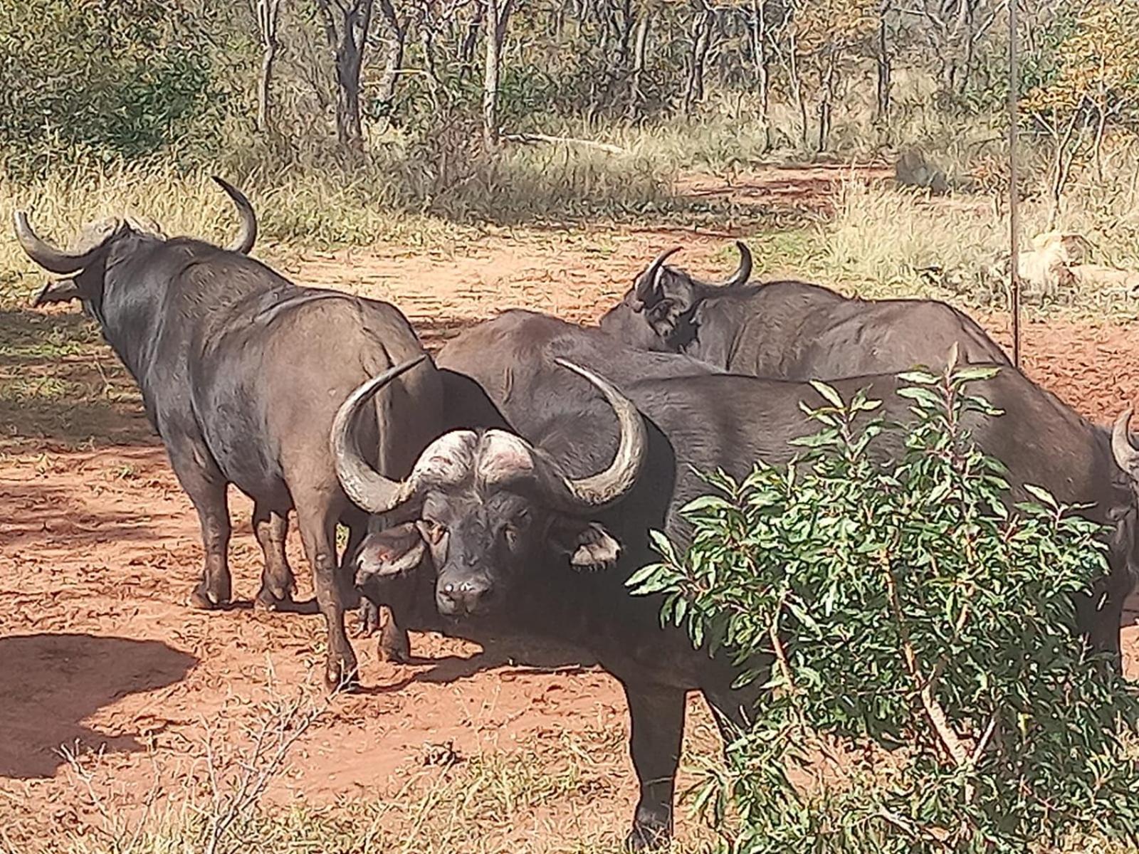 Moletani Game Ranch 37/50