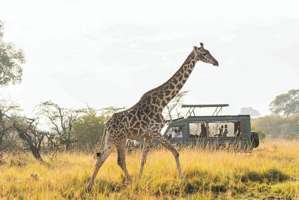 ROYAL MARA SAFARI LODGE 27/33