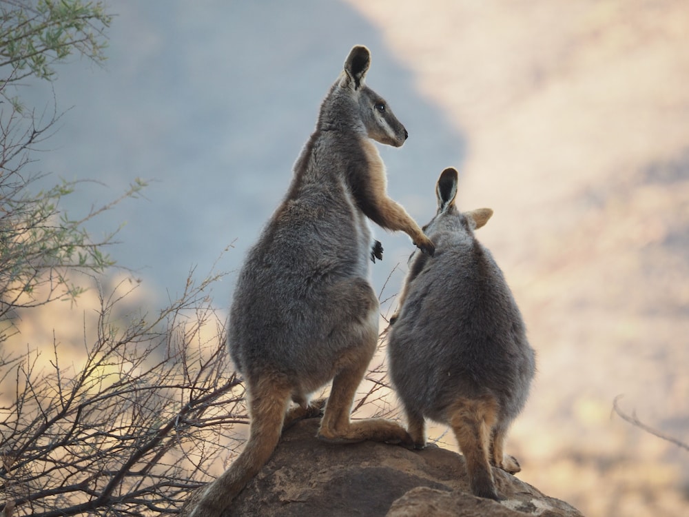 Arkaroola Wilderness Sanctuary 33/48