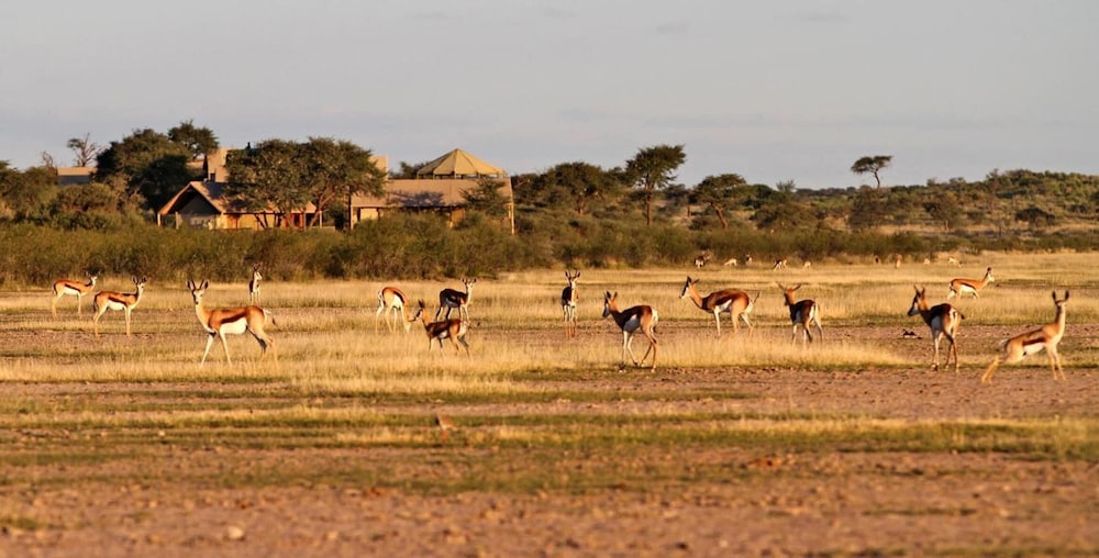 Suricate Tented Kalahari Lodge 11/22