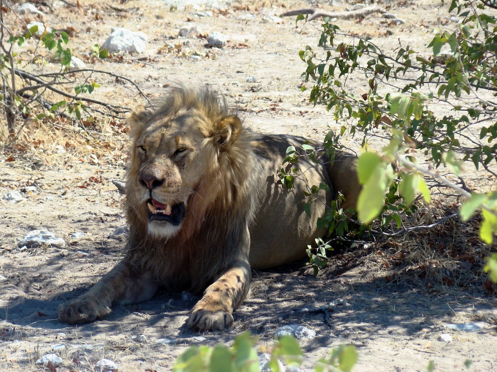 Etosha Safari Lodge 22/63