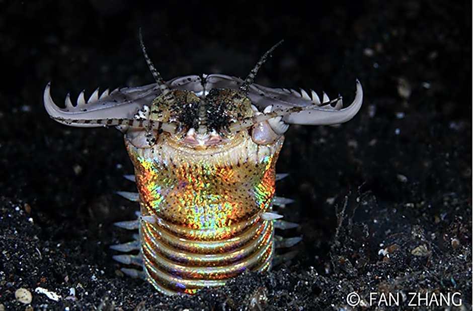 Cocotinos Lembeh Manado A Boutique Dive Lodge 8/25
