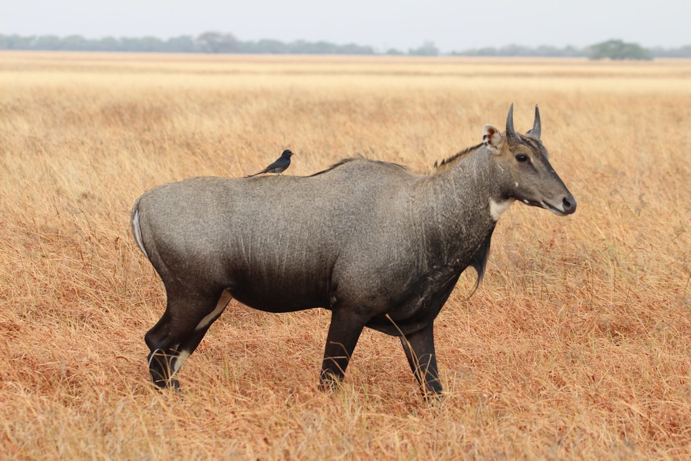 The Blackbuck Trails, VELAVADAR 41/49
