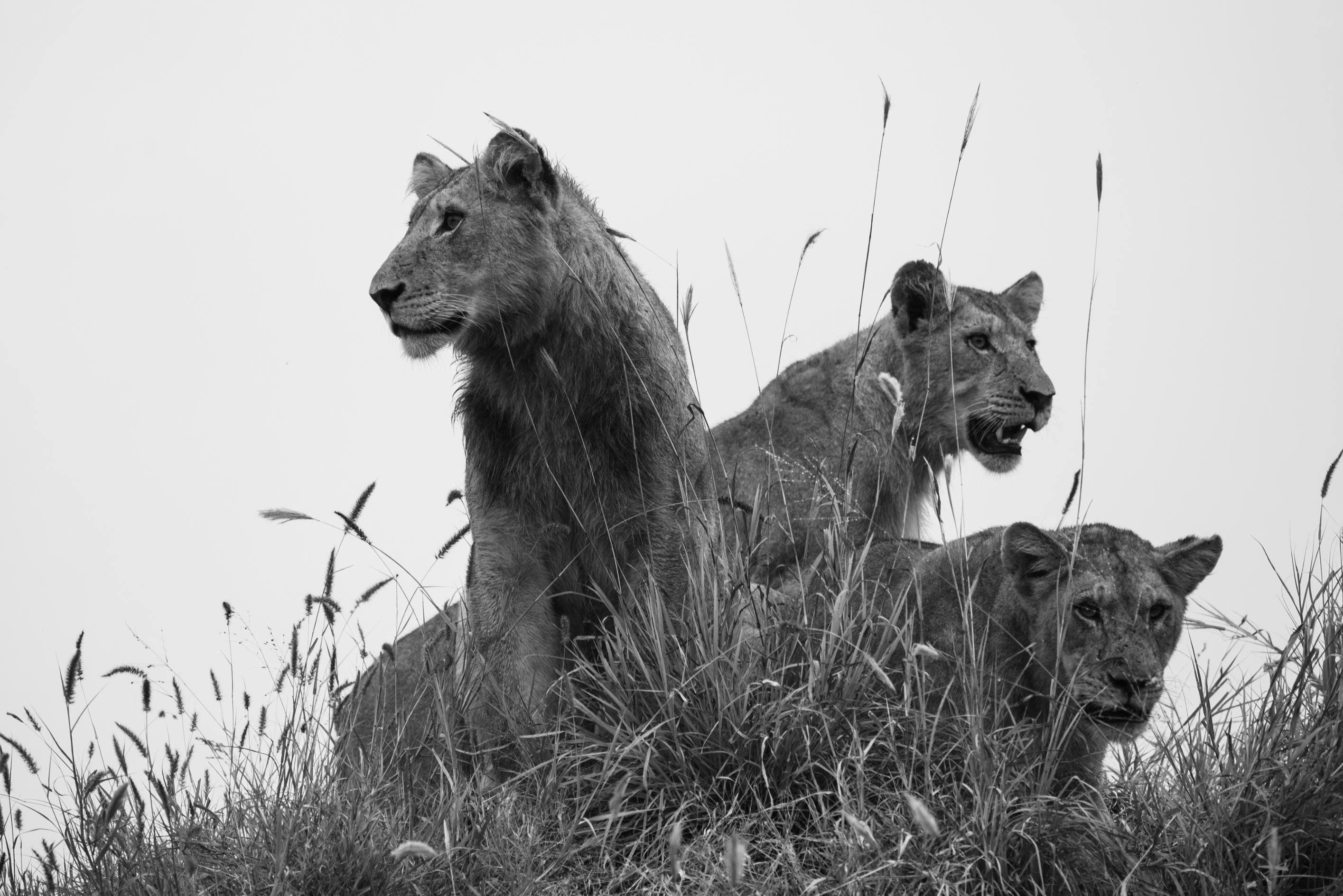 Cheetah Plains Private Game Reserve 76/96