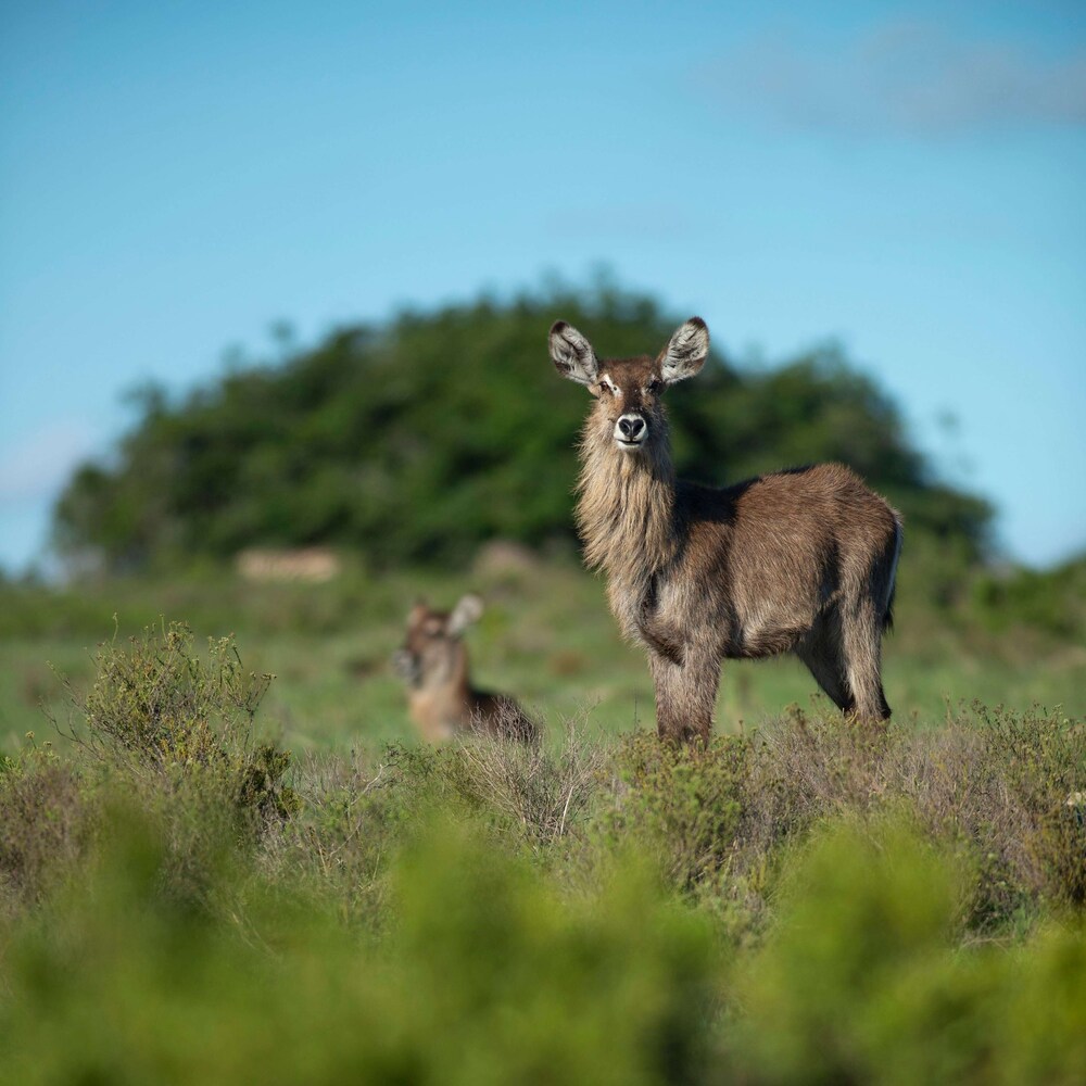 Shamwari Game Reserve - Riverdene 27/50