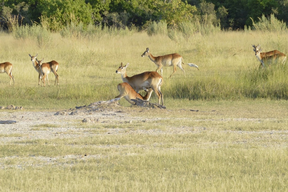 Khwai Tented Camp 25/50