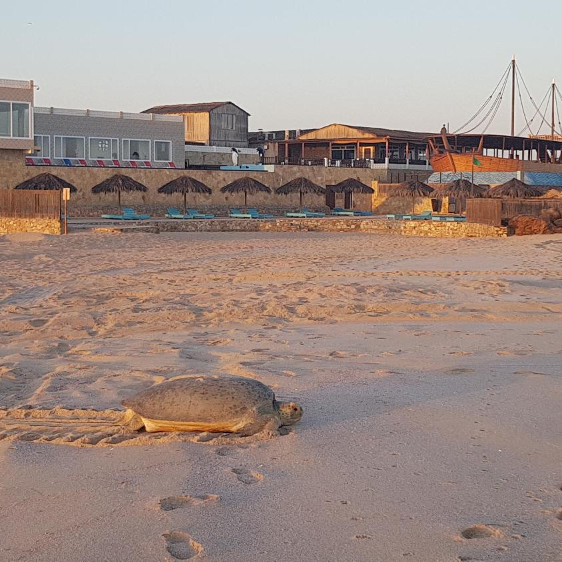 Turtle Beach Resort 45/50