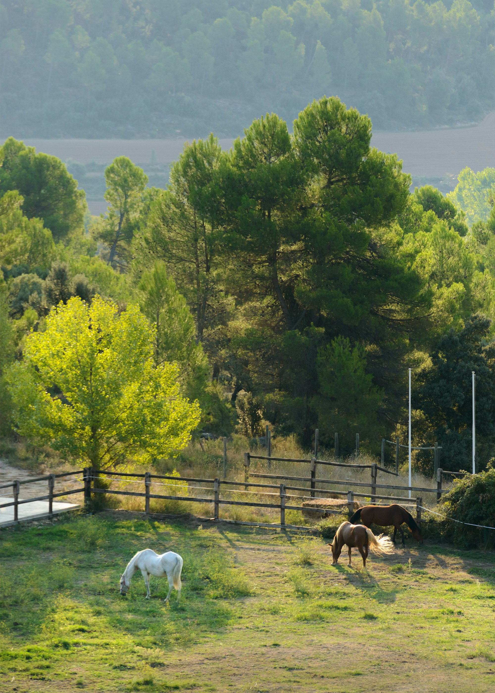 Torre del Marques 47/50
