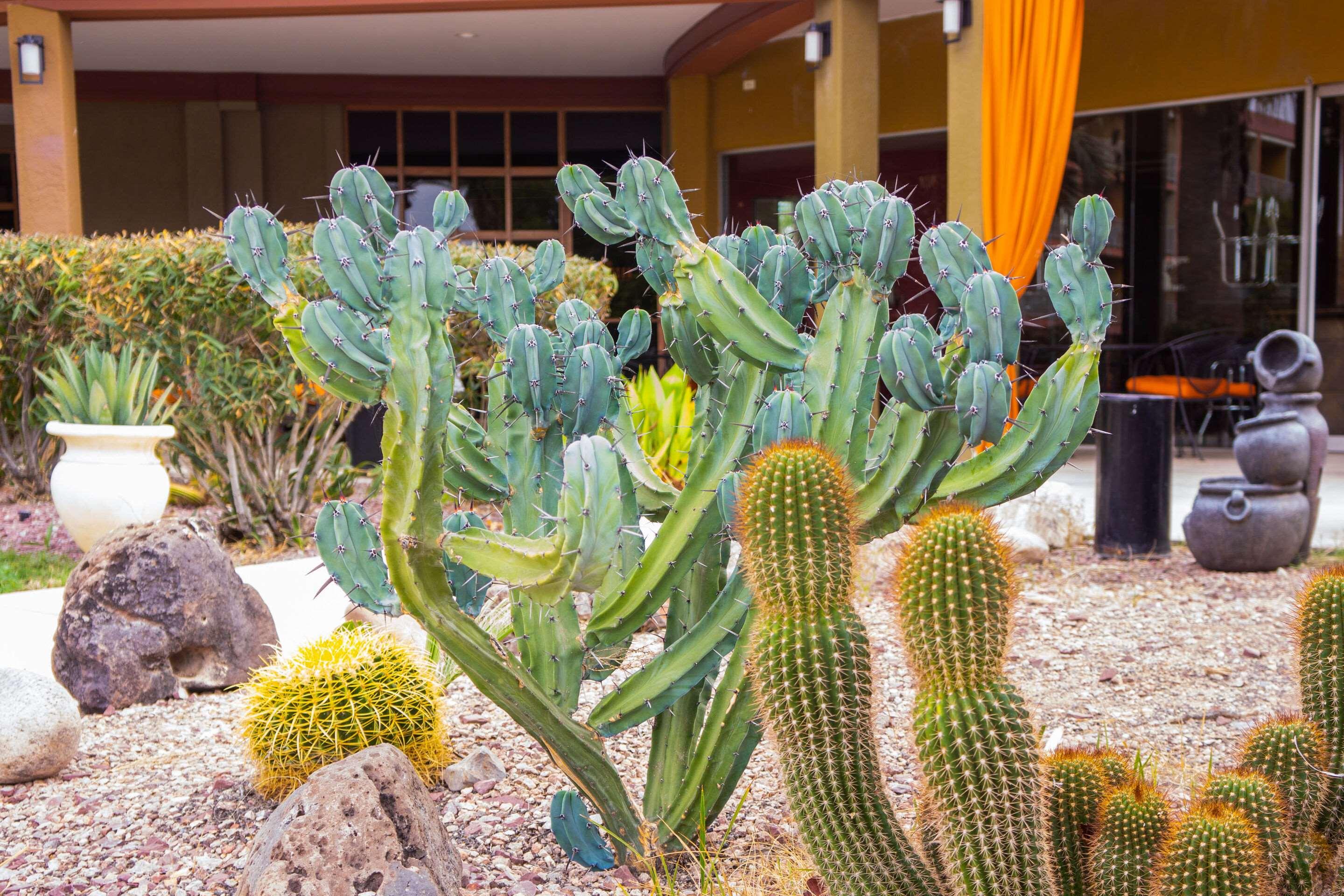 Hotel Tucson City Center, Ascend Hotel Collection 14/14