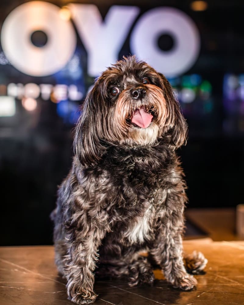 OYO ホテル&カジノ ラスベガス 写真4