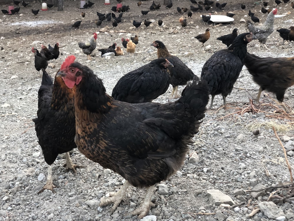 Durusu Ciftlik Evleri 29/34