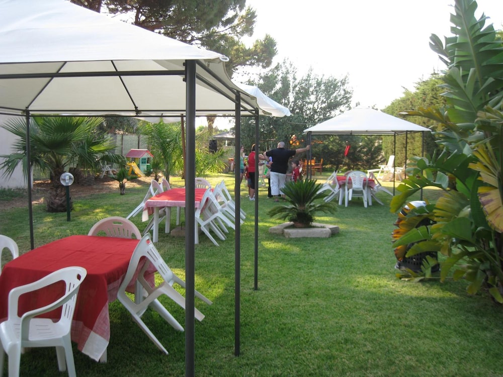L'araucaria 26/50