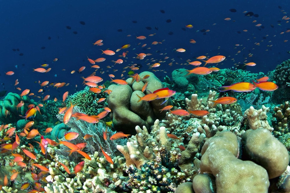 Murex Manado Dive Resort 36/50