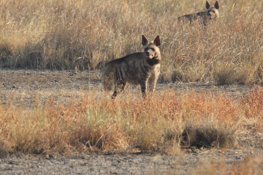 The Blackbuck Trails, VELAVADAR 19/49