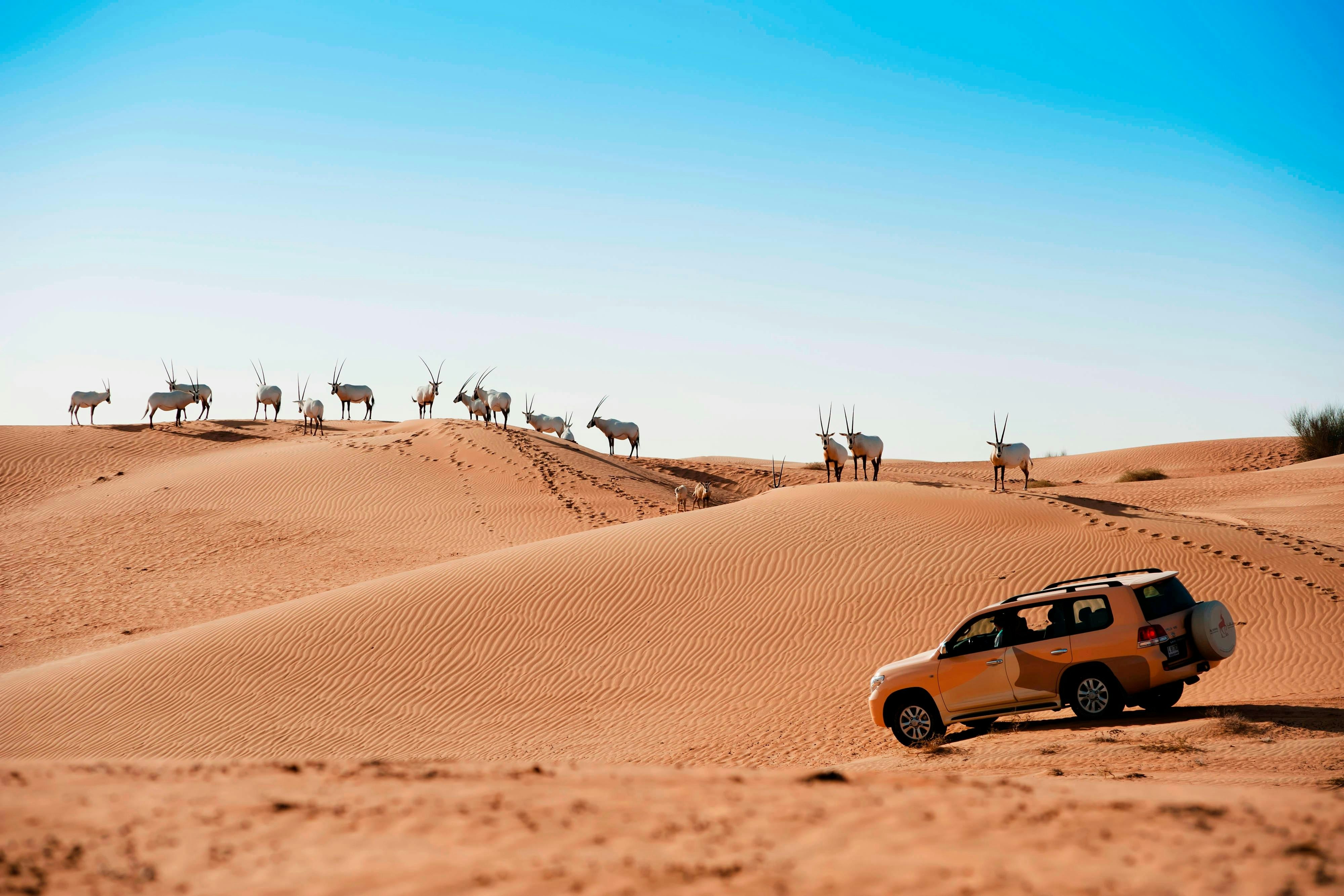 Al Maha A Luxury Collection Desert Resort & Spa Dubai 34/34