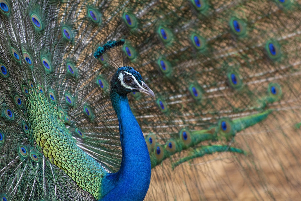 Mahoora Tented Safari Camp - Yala 42/50