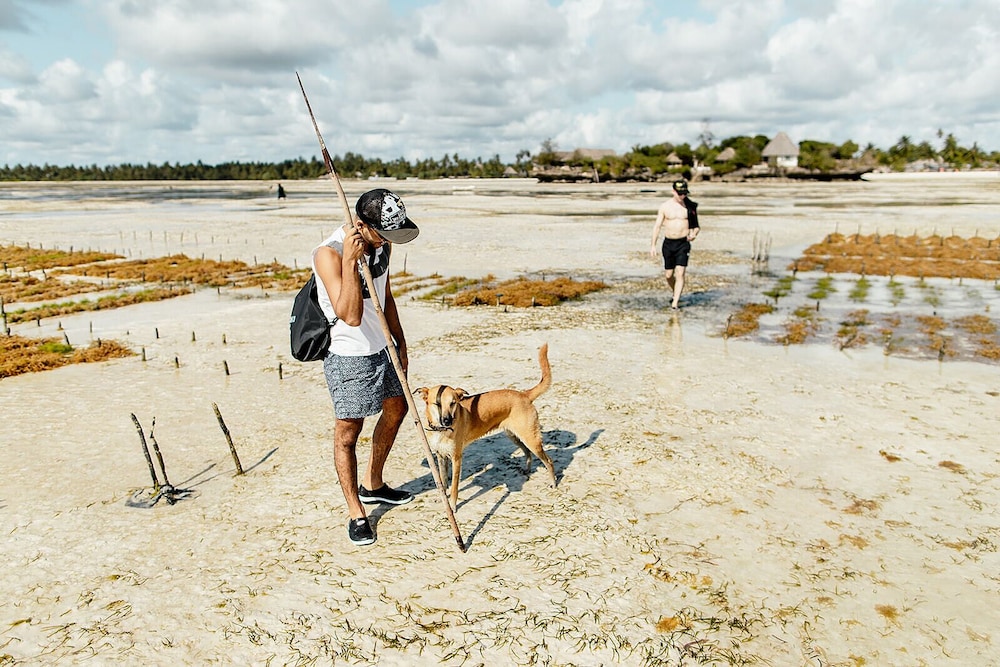 The Island Pongwe Lodge 51/59