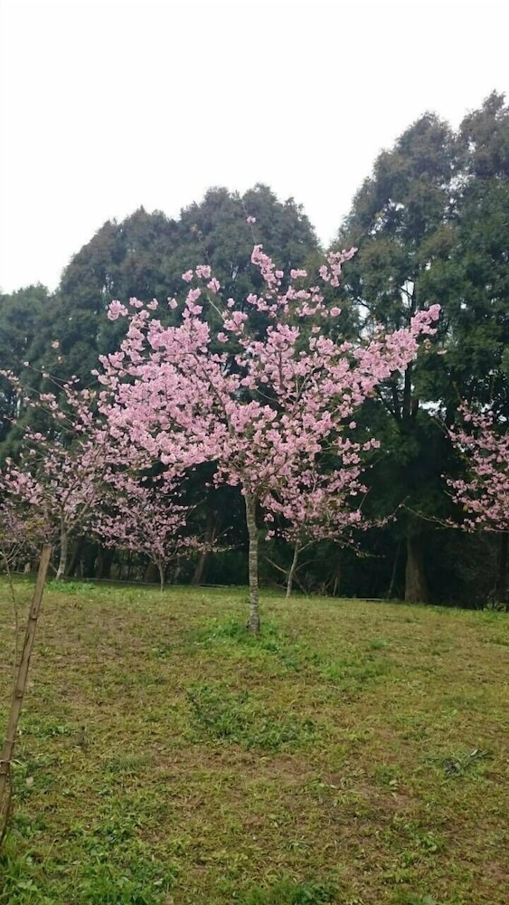 Sakura Villa 21/38