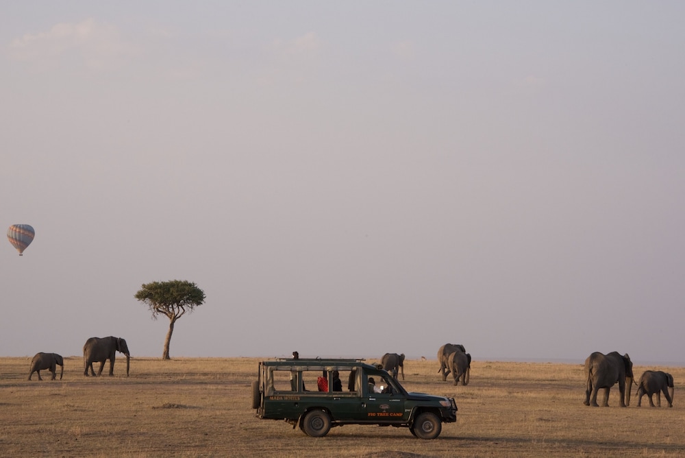 Fig Tree Camp 30/45