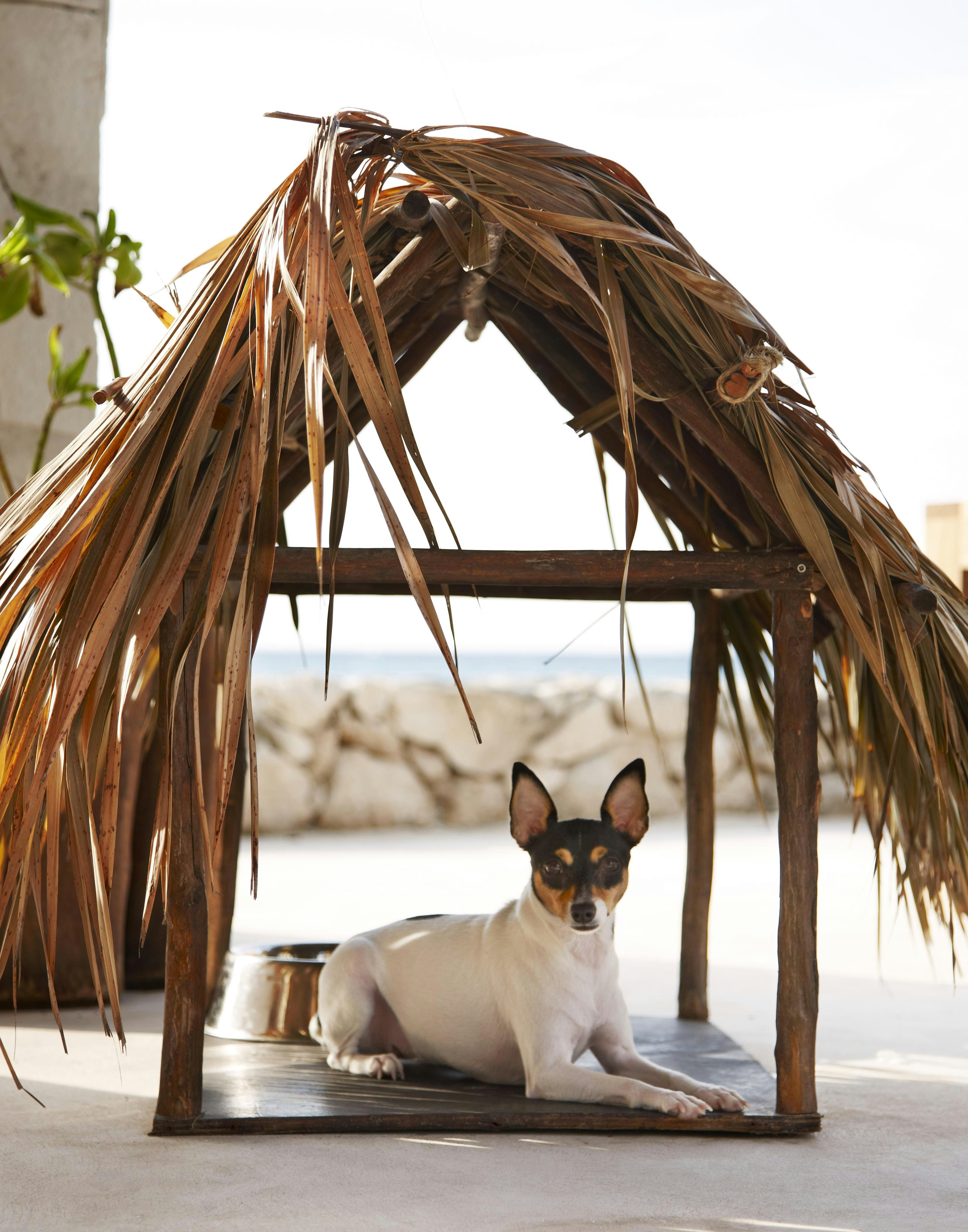 Viceroy Riviera Maya, a Luxury Villa Resort - Adults Only 9/80