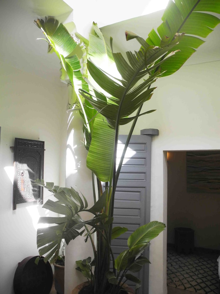 Riad Linda 7/43