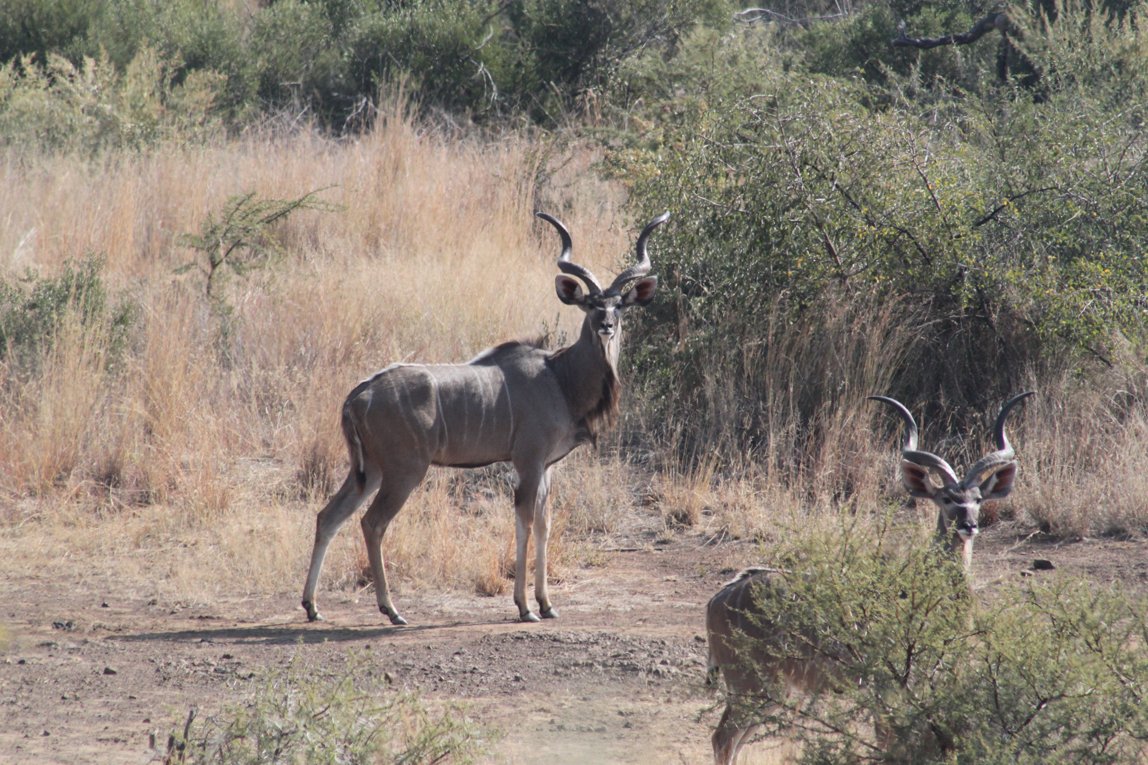 Morokolo Safari Lodge 40/82