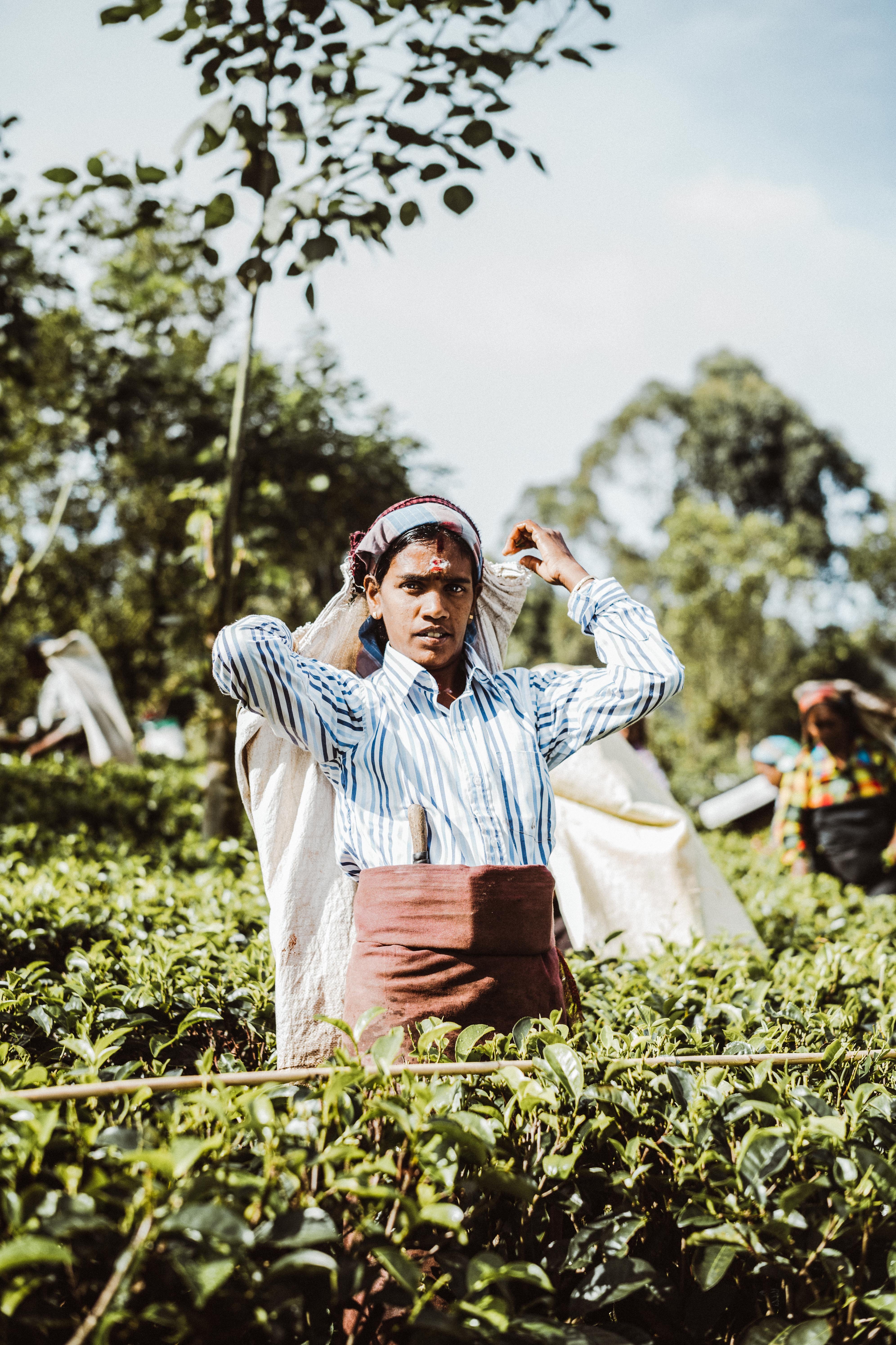 Tea Trails 35/43