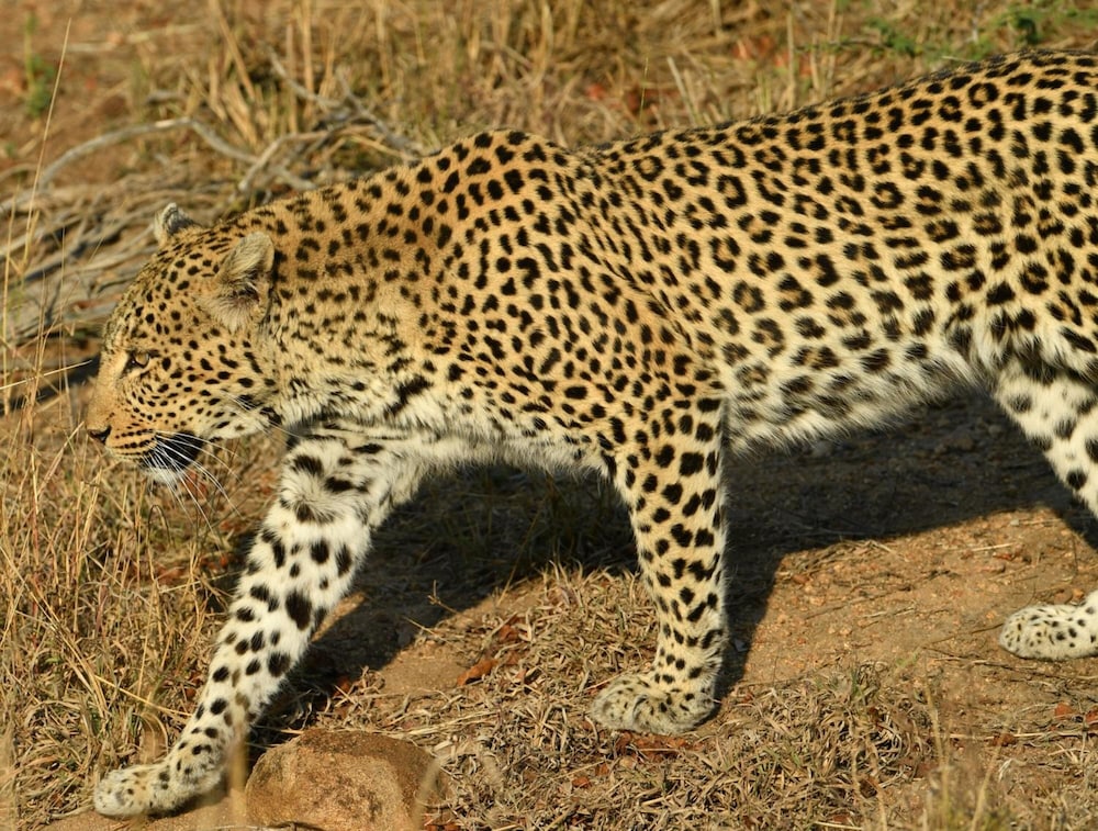 Bona Ngwenya Lodge 17/45