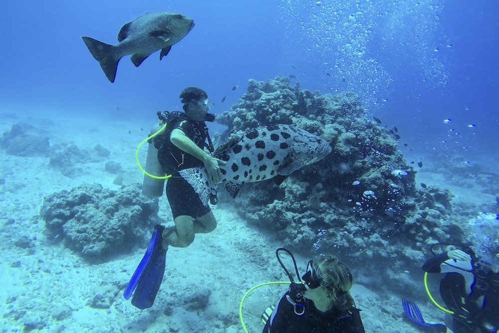 Lizard Island Resort 14/40