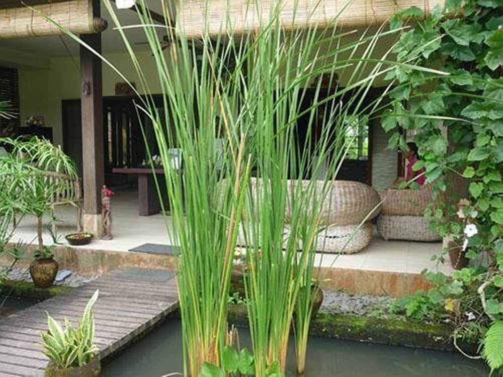 Bliss Ubud Spa Resort 7/71