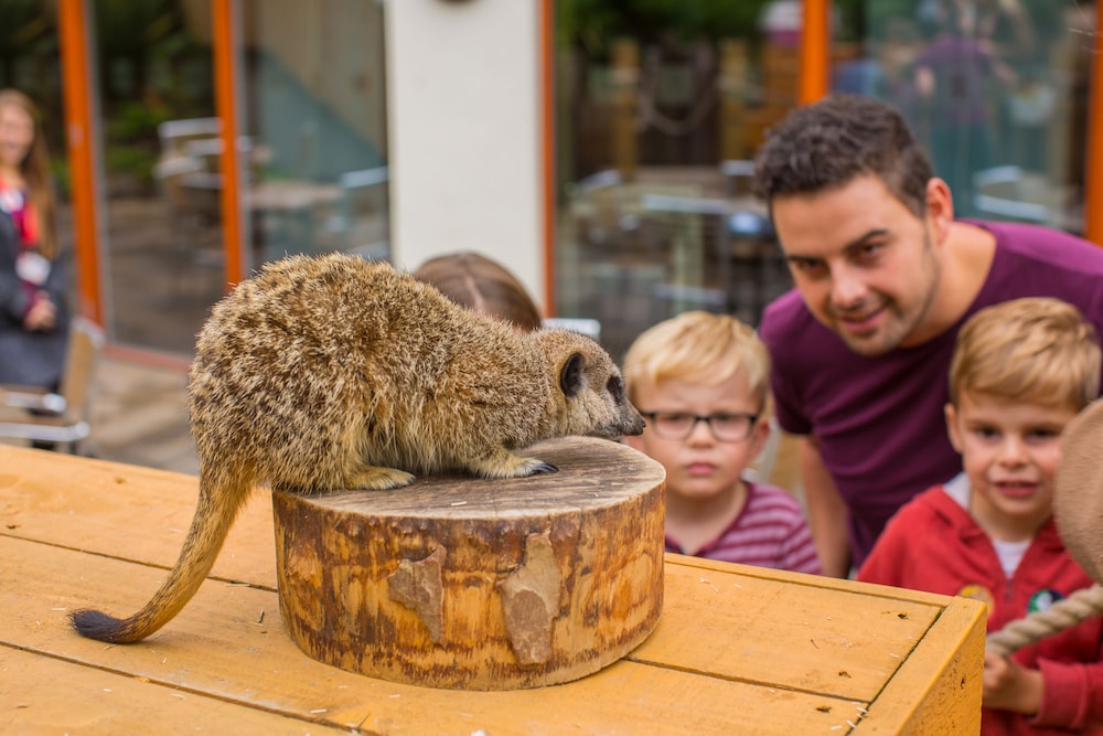 Chessington Resort Hotels 62/90