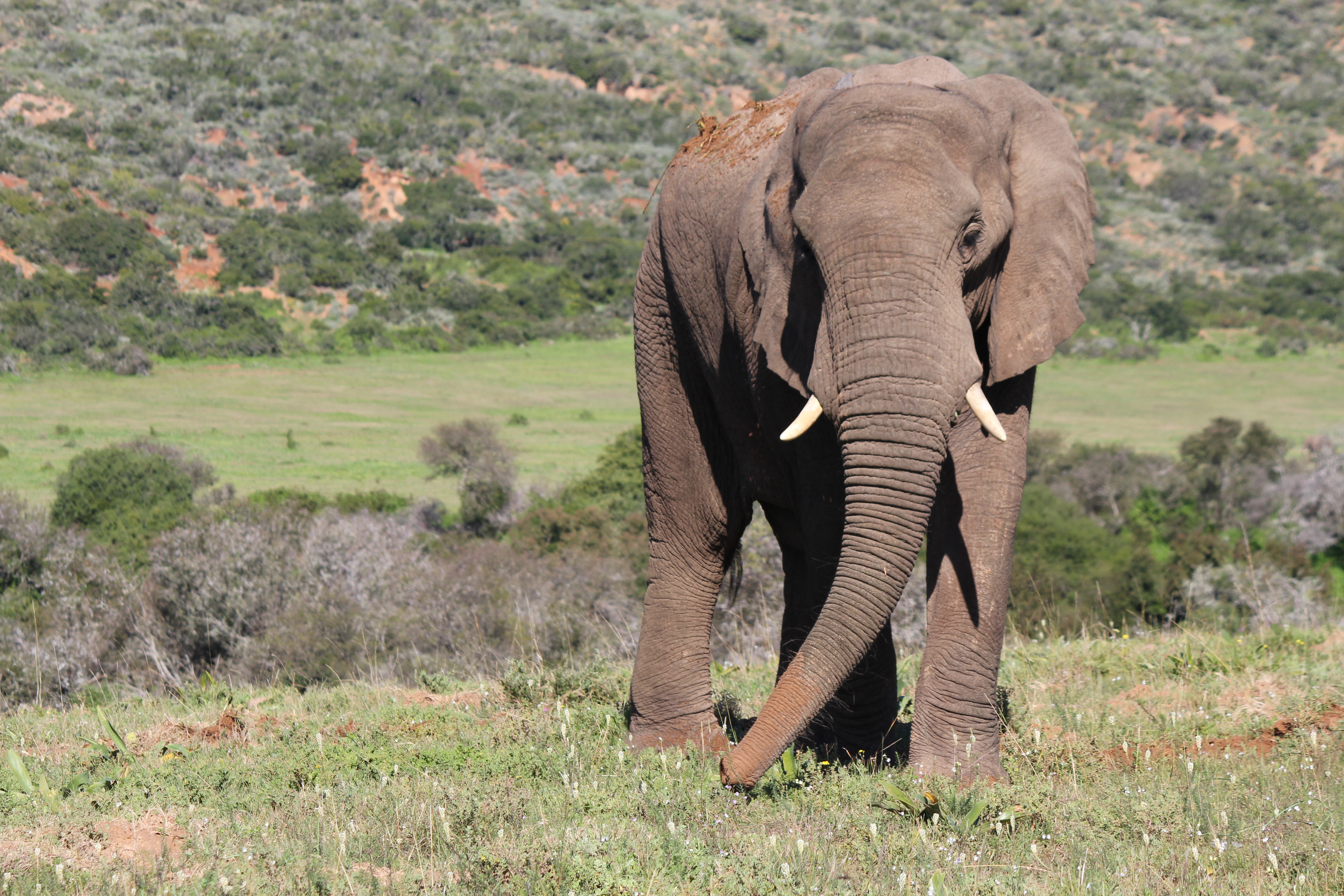Safari Lodge- Amakhala Game Reserve 40/50