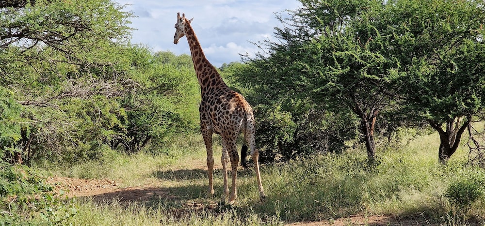Thandolwami Bushlodge & Spa 17/26