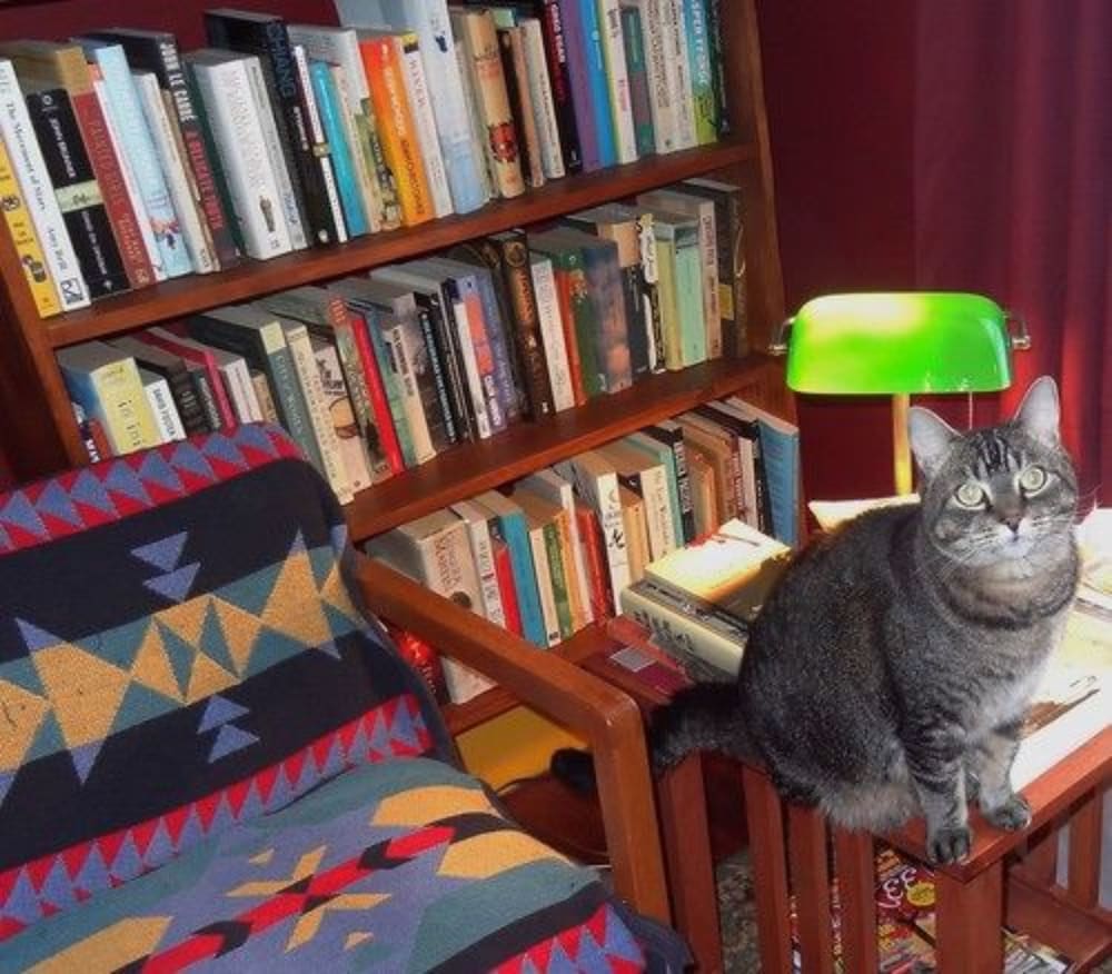 The One Cat B And B 35/44