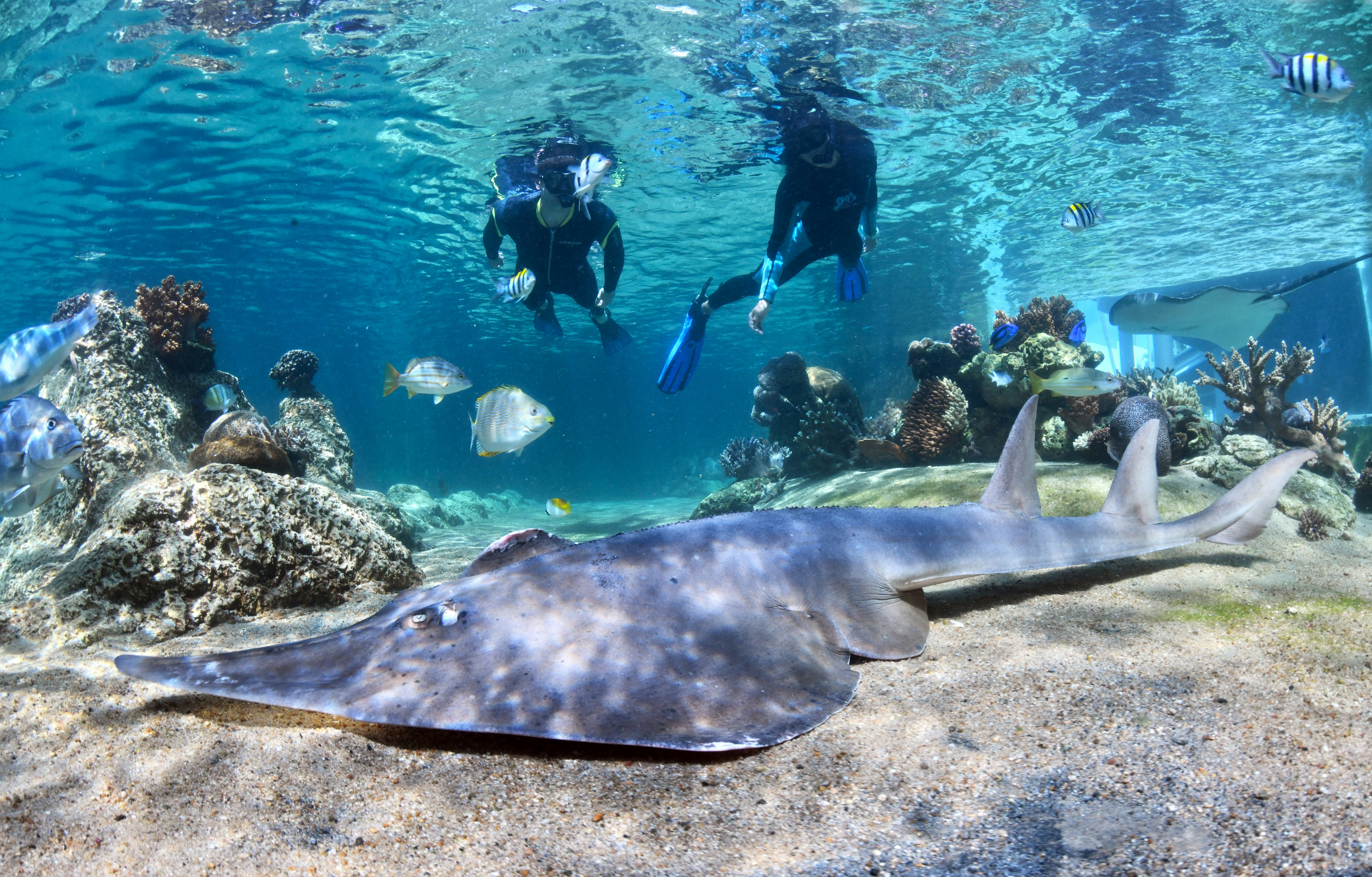 Daydream Island Resort and Living Reef 28/34