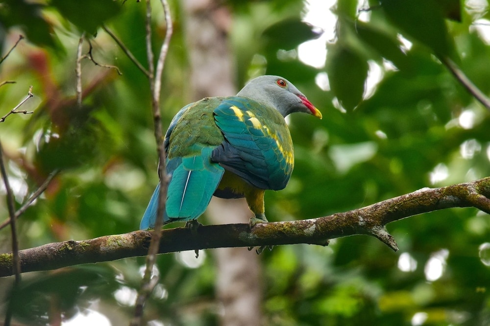 Daintree Peaks Eco Stays 17/45