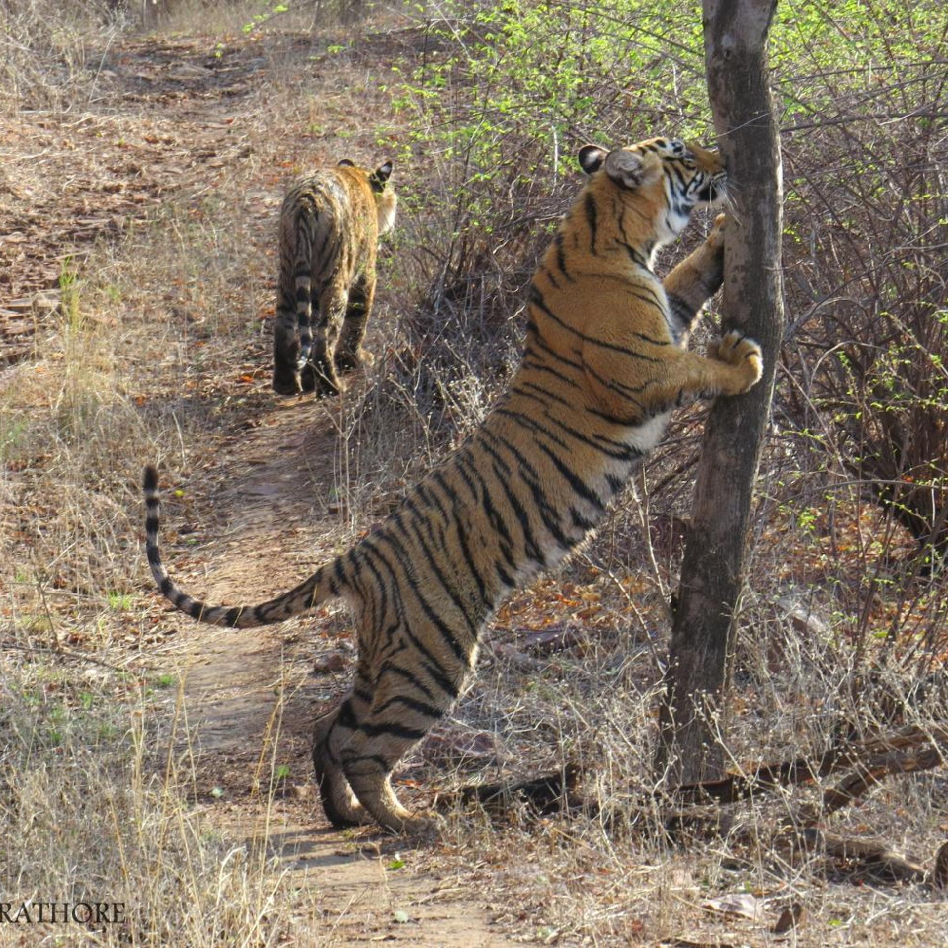 Treebo Rajputana Ranthambore 26/50