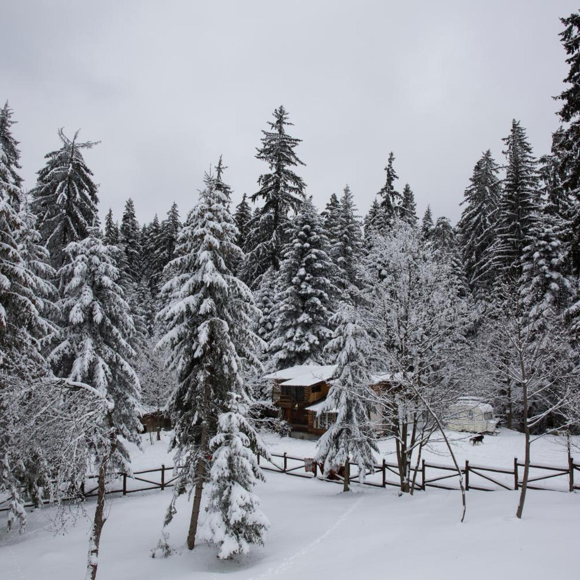 Victoria Borovets 52/59
