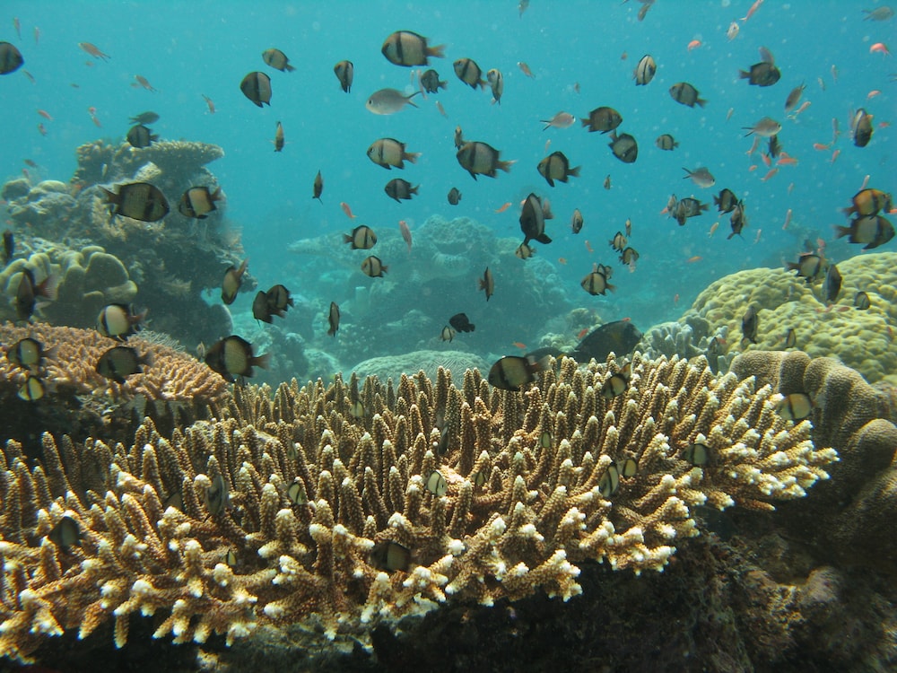 Sipadan Inn 2 40/50