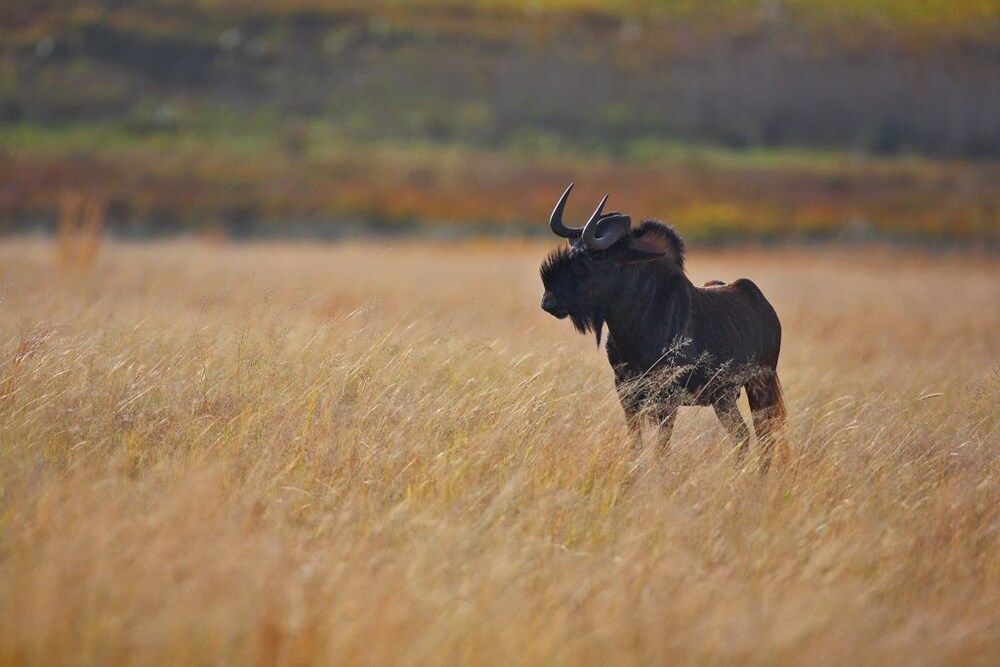 Ezemvelo Nature Reserve 10/20
