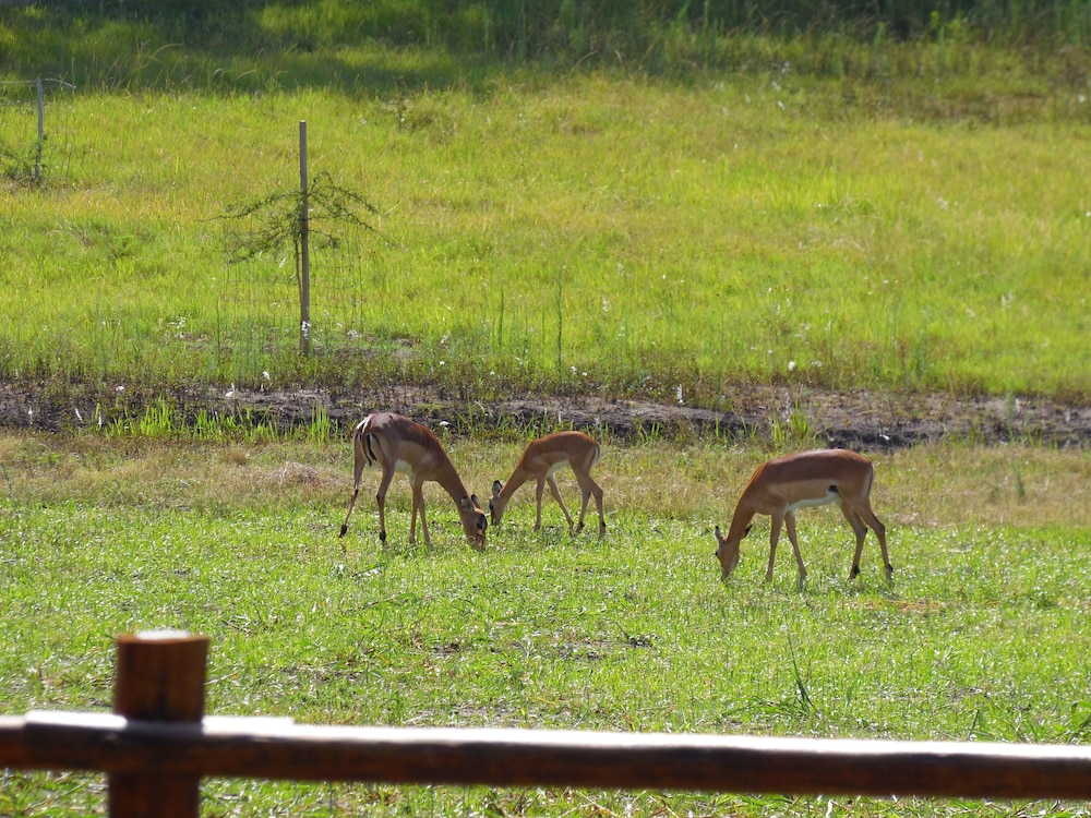 Monzi Safari Lodge 61/69