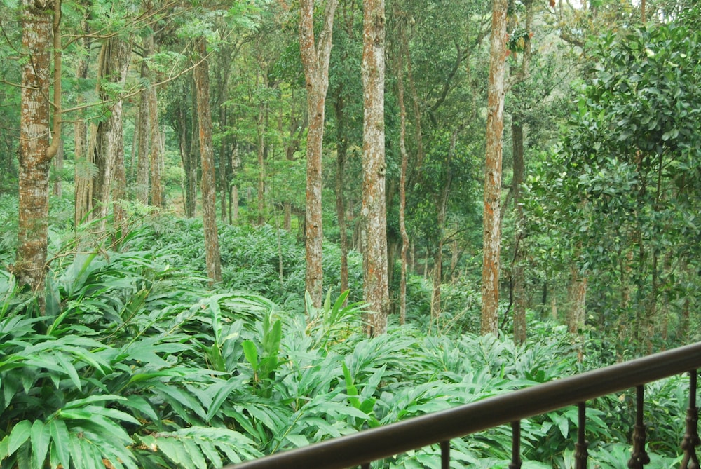 GREEN SPACES MUNNAR 43/52