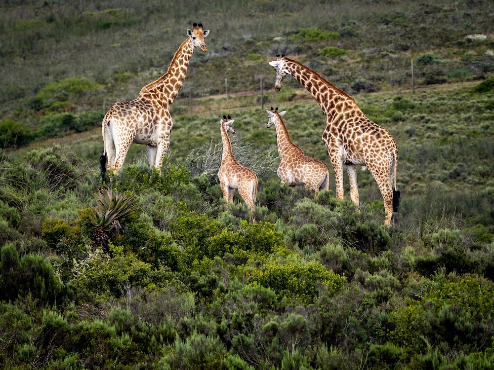 Garden Route Safari Camp 36/50