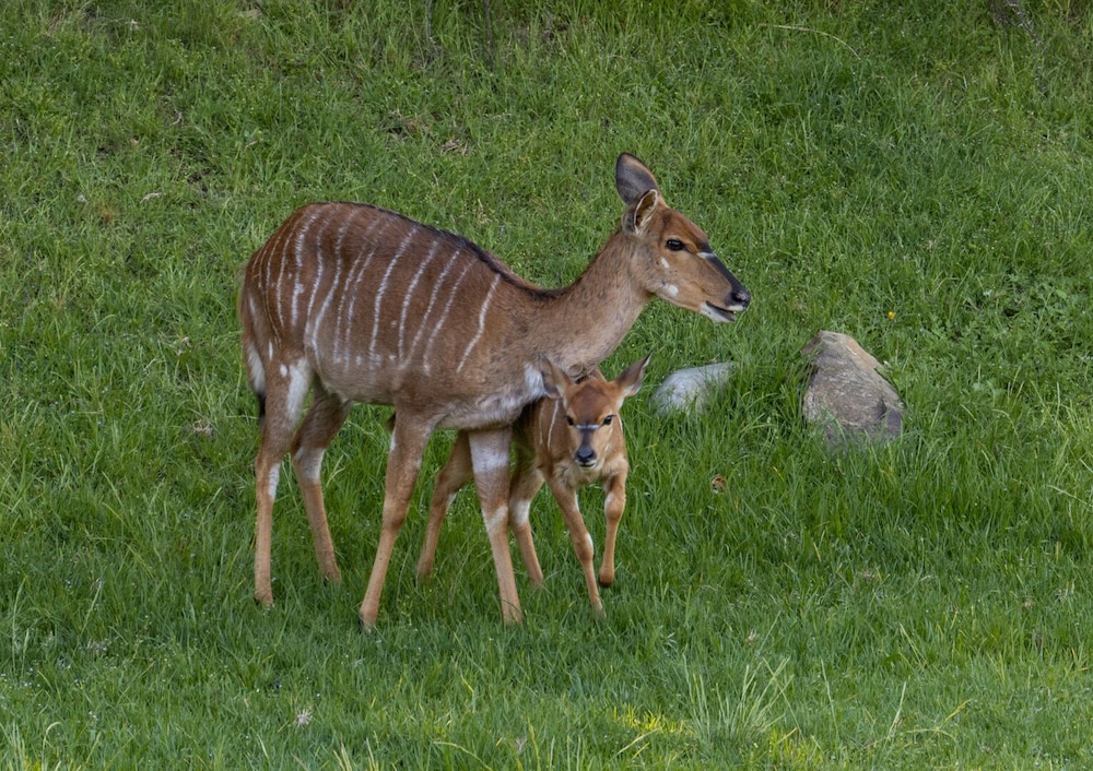 Wildehondekloof Private Game Reserve 55/72