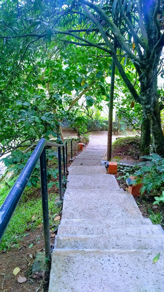 Abad Green Forest 26/50