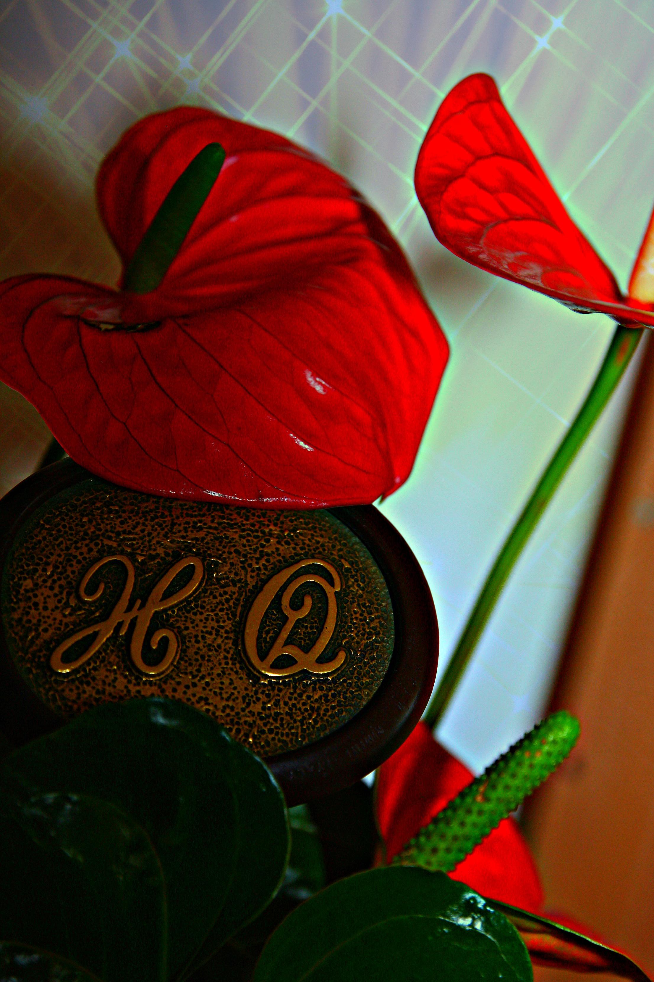 Hotel Quisisana 19/47